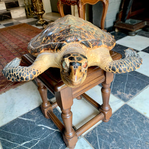 Taxidermy Sea Turtle