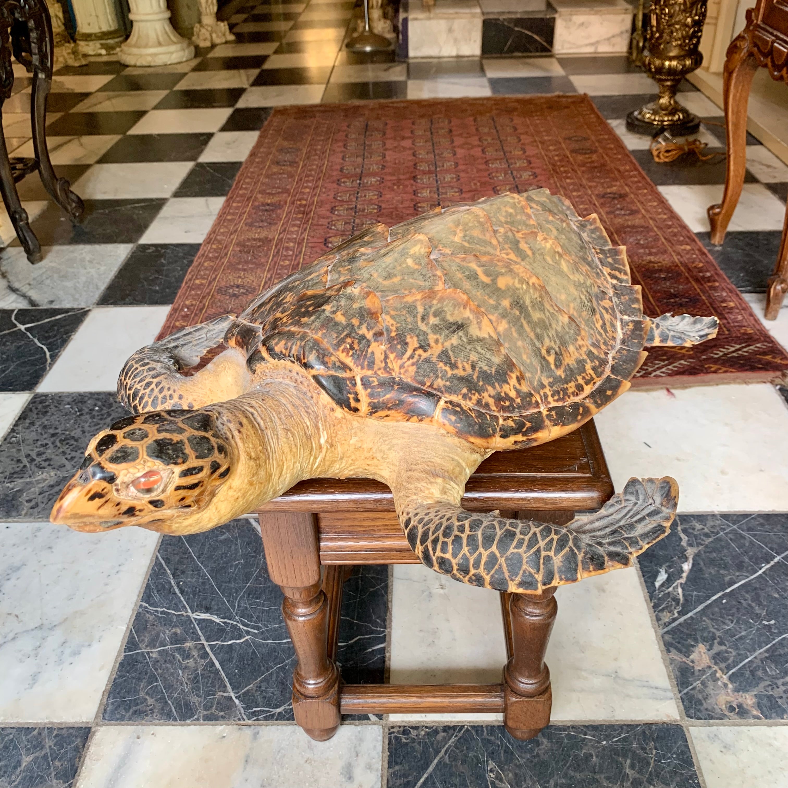 Taxidermy Sea Turtle - SOLD