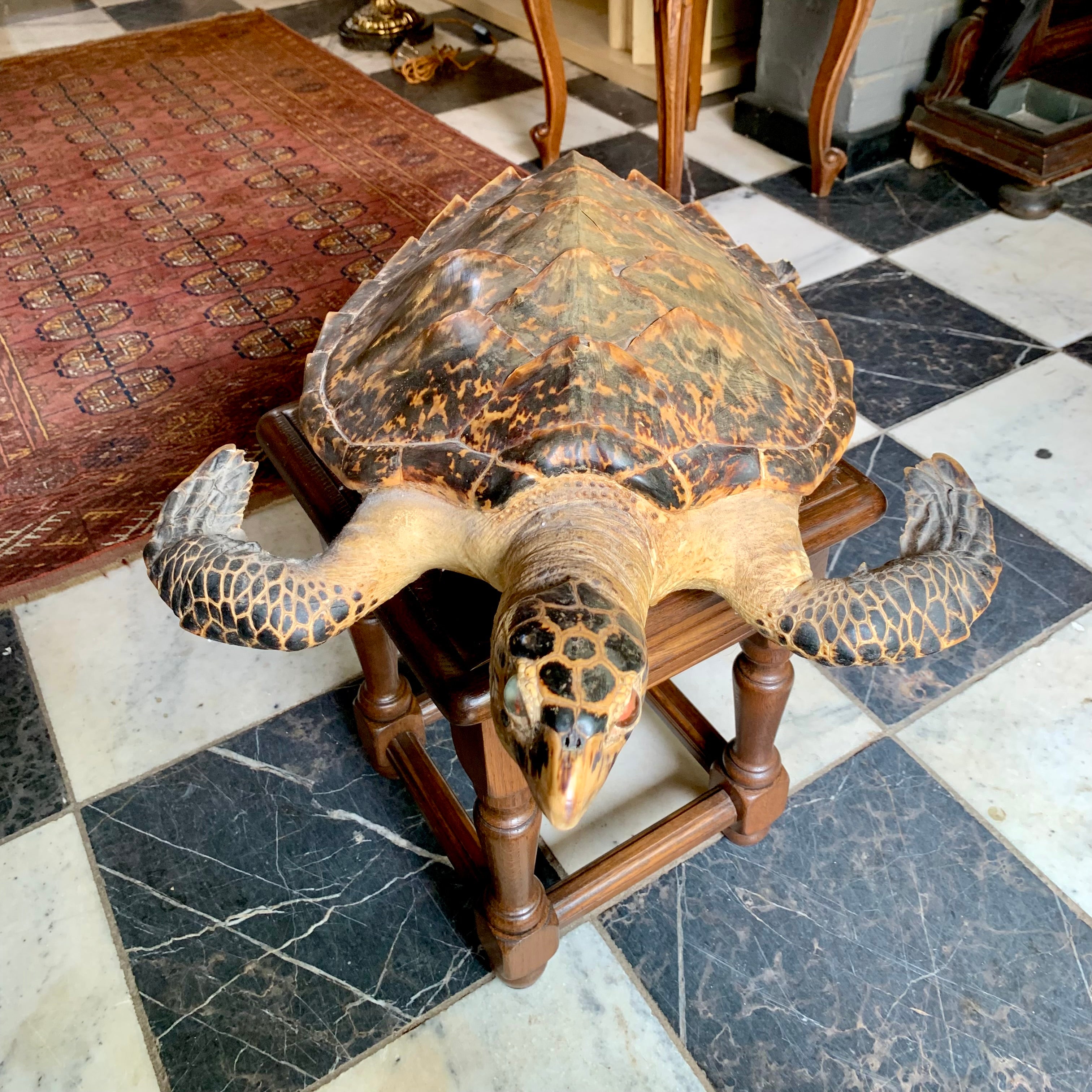 Taxidermy Sea Turtle