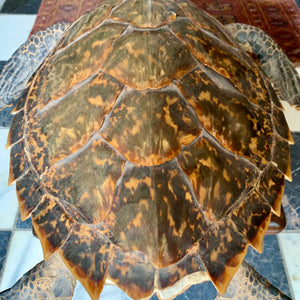 Taxidermy Sea Turtle - SOLD