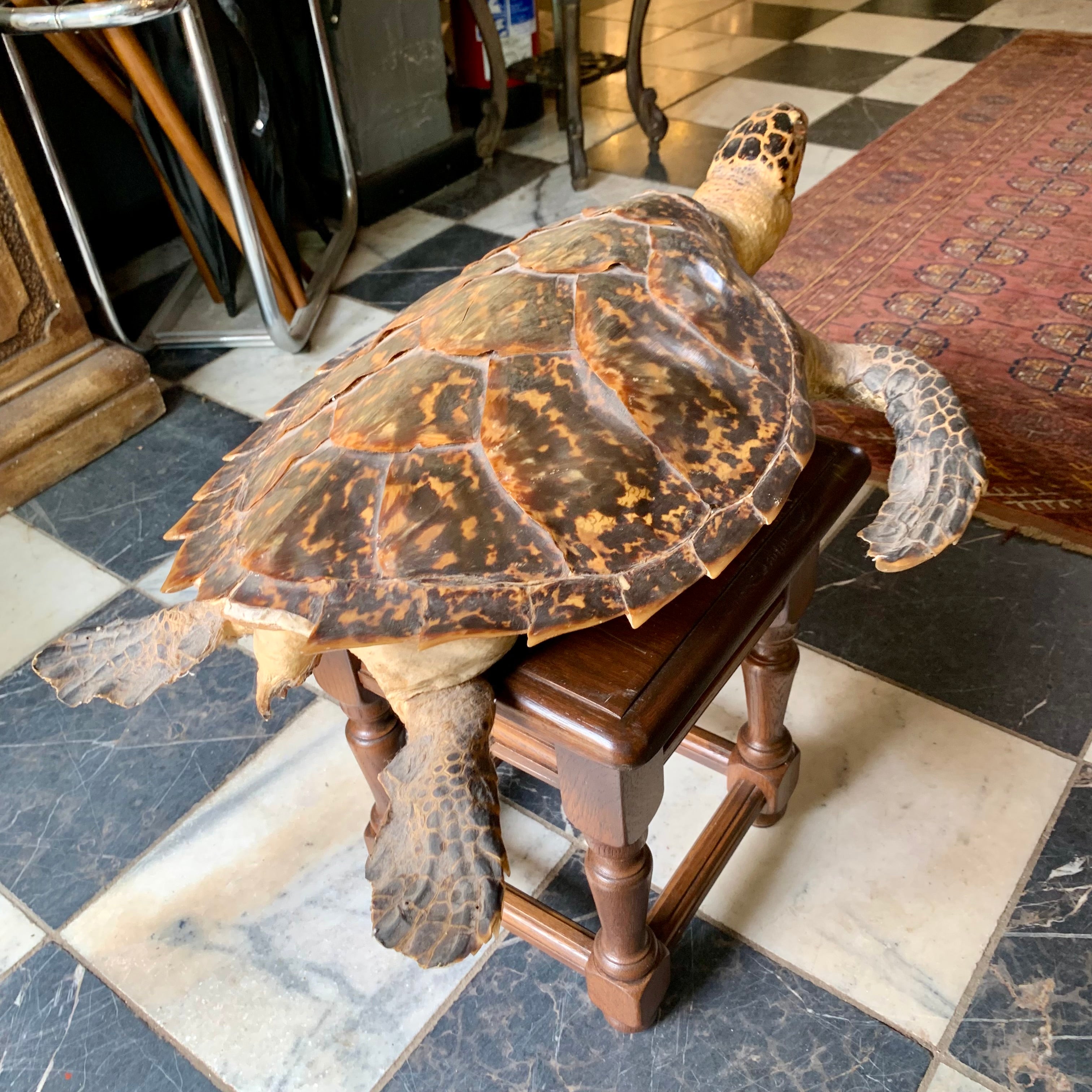 Taxidermy Sea Turtle - SOLD