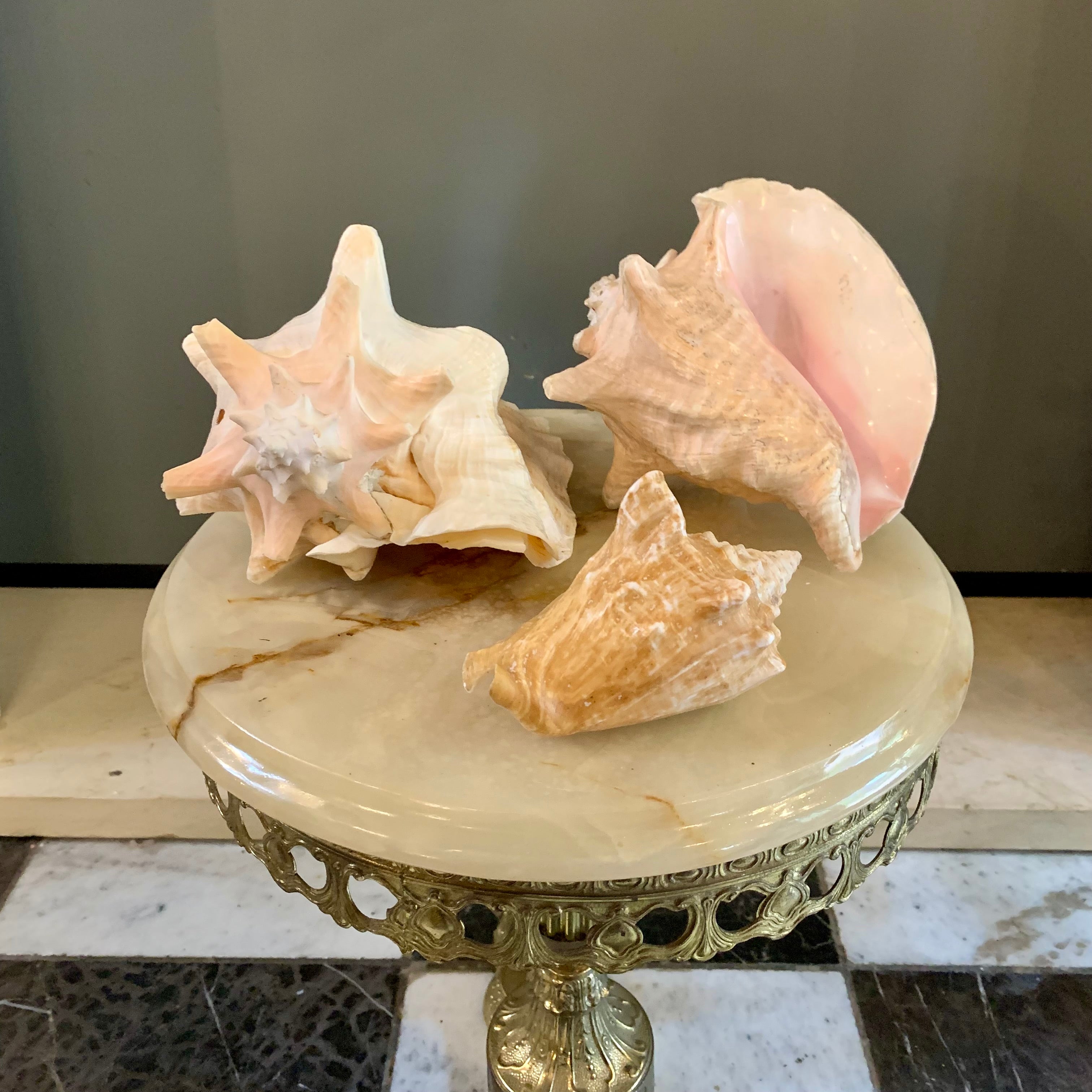 Assorted Decorative Seashells