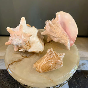 Assorted Decorative Seashells