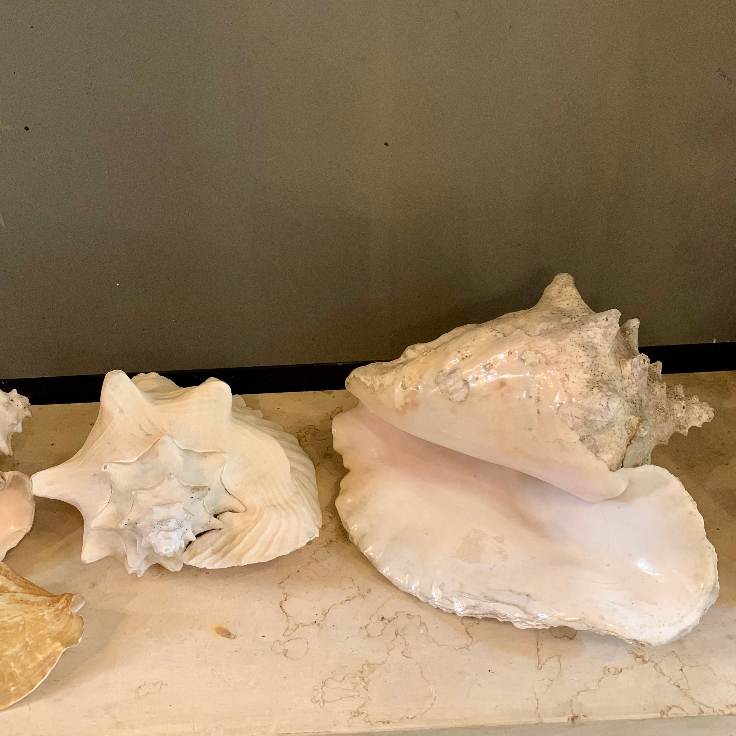 Assorted Decorative Seashells