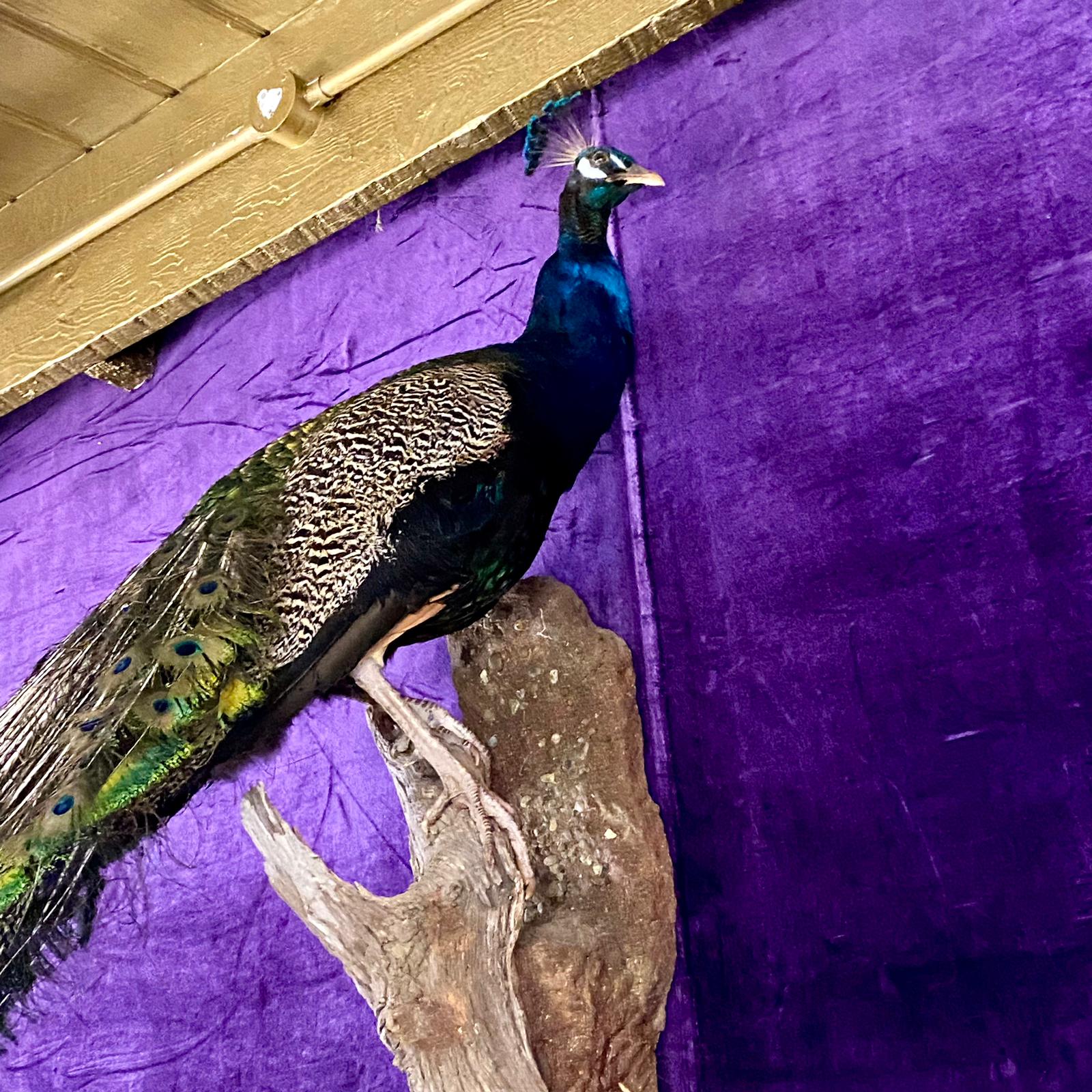 Striking Taxidermy Peacock