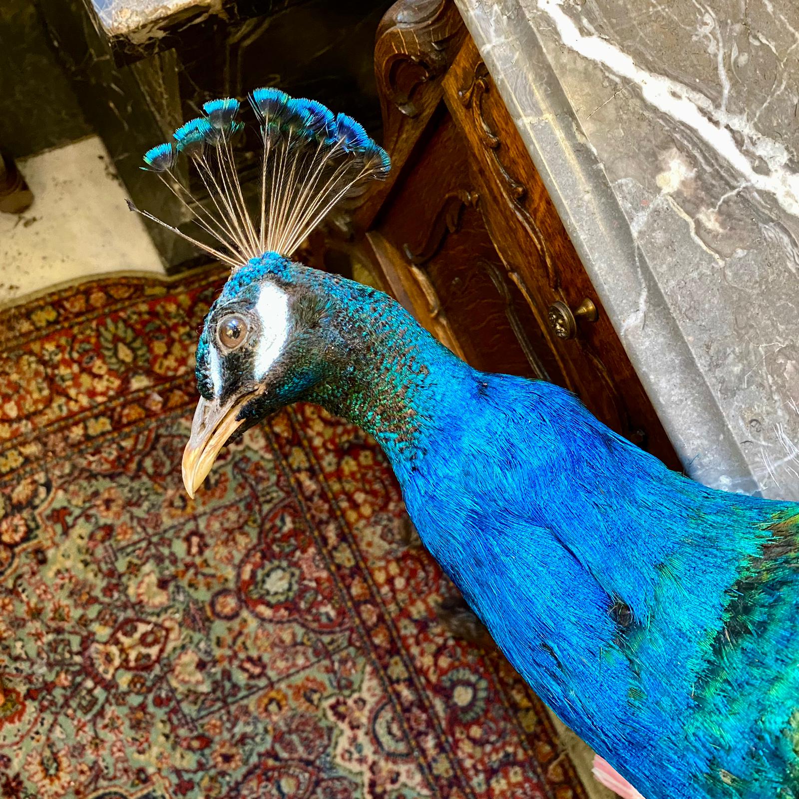 Striking Taxidermy Peacock