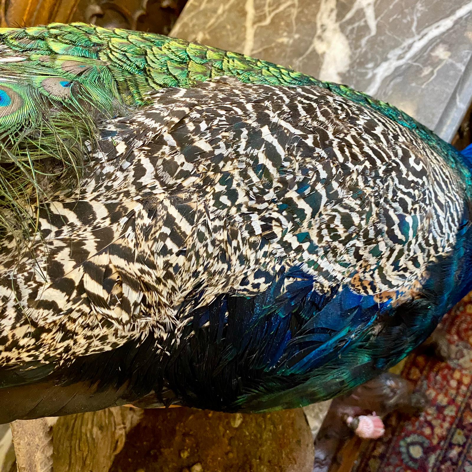 Striking Taxidermy Peacock