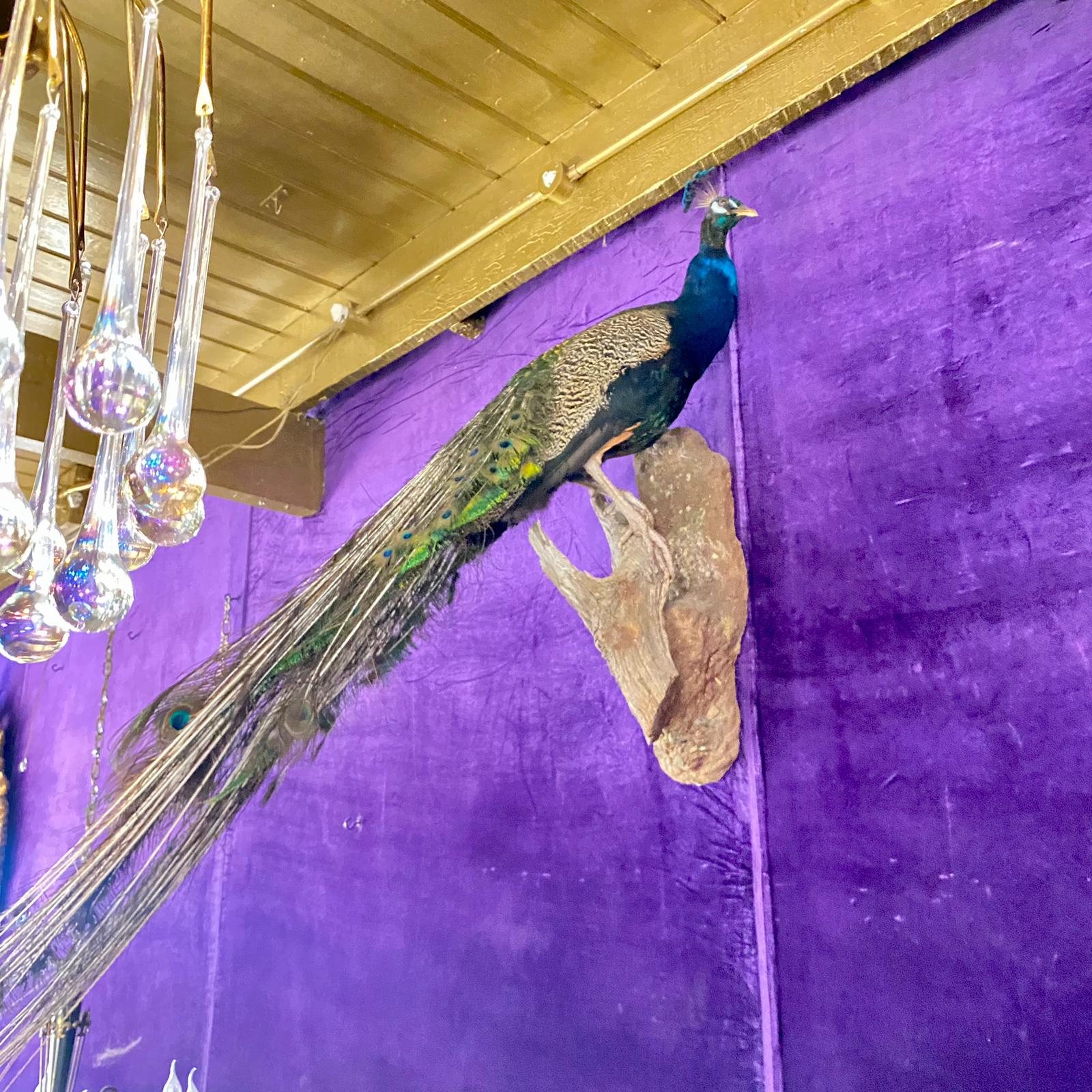 Striking Taxidermy Peacock